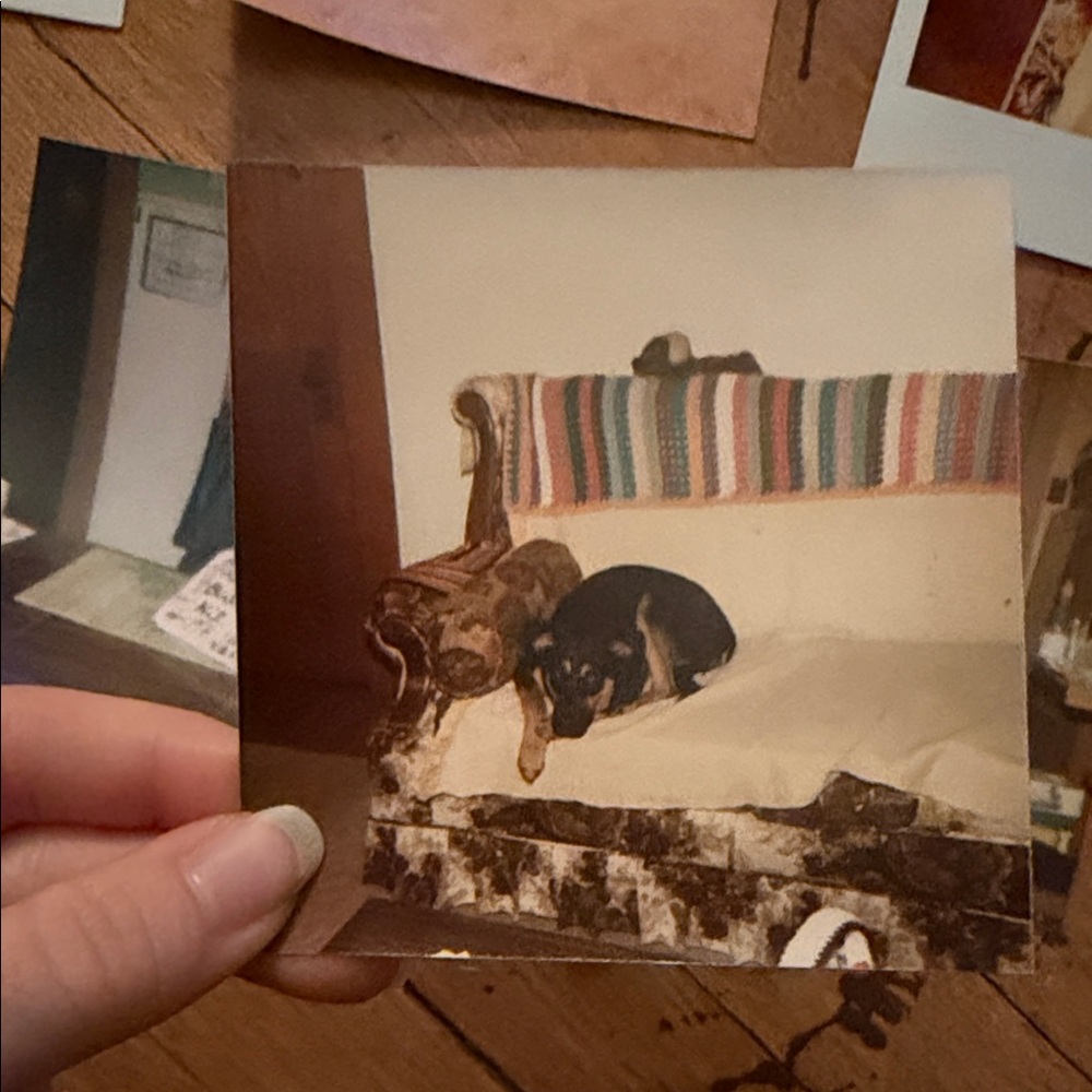 Vintage Dog Photo Collection - Picture 2 of 12